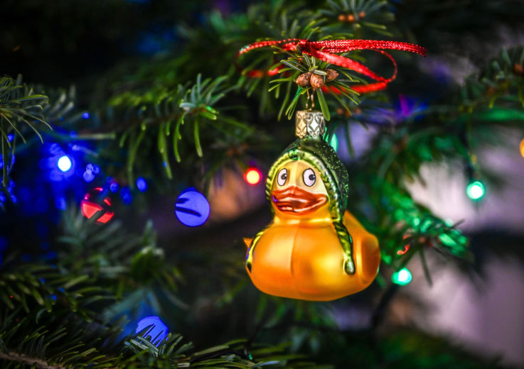 NfK Enten am Baum_© Udo Mittelberger 3